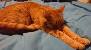 Jeff sleeping