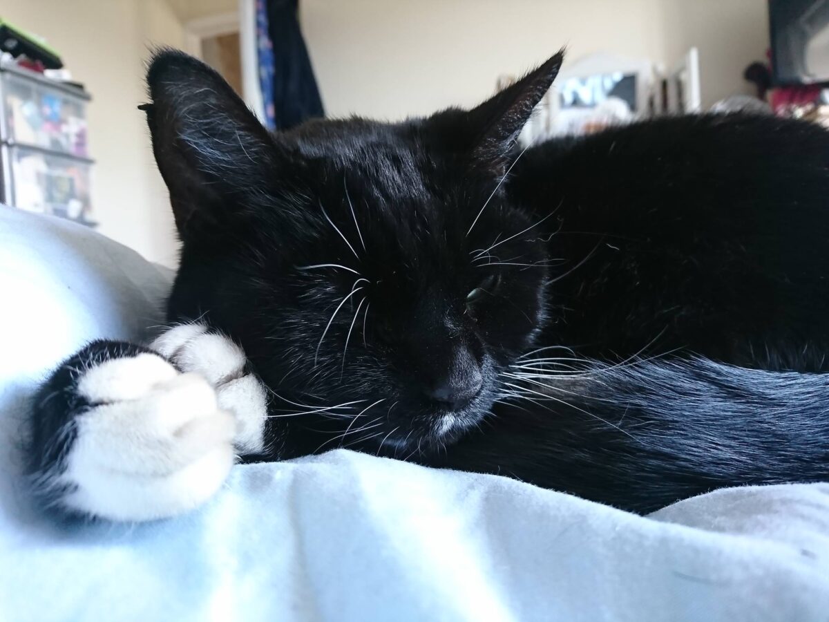 A black and white cat sleeping on a bed