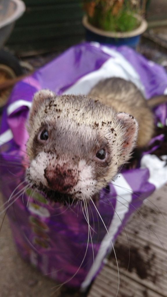 A ferret with dirt on his face