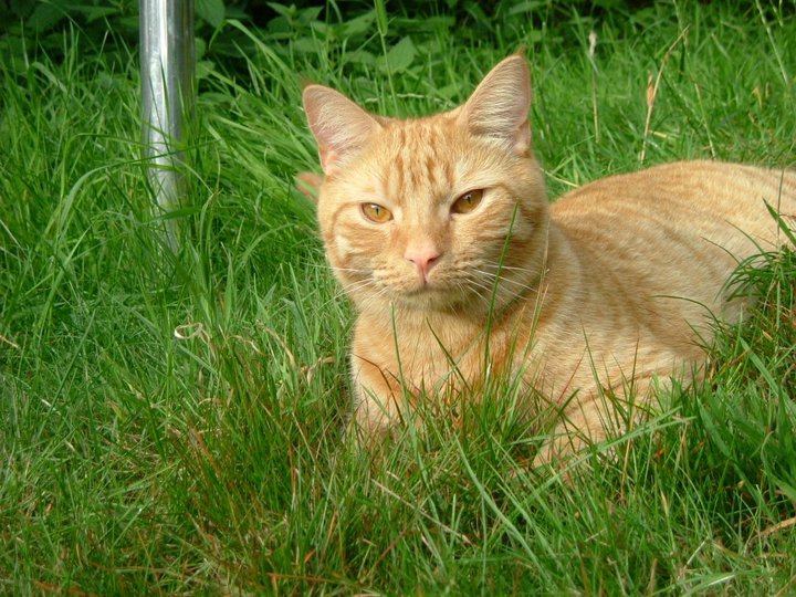 A ginger cat sat in some grass