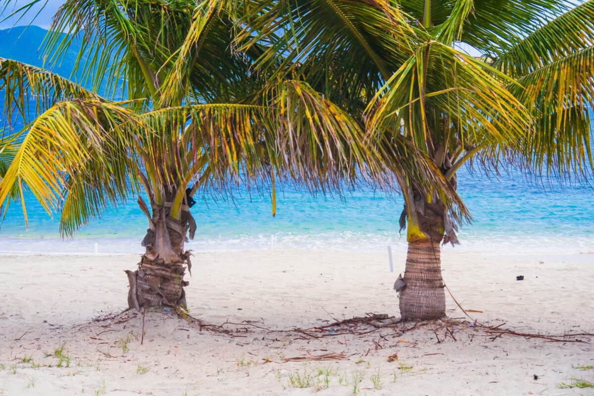 Typical Caribbean beach- white sand and palm trees