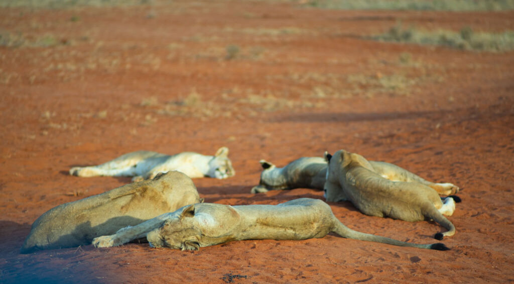 Lionesses sleeping aat the side of a road during an African Safari