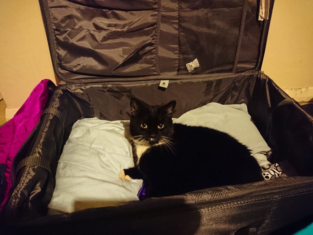 Black and White cat sat in a suitcase being packed to move abroad