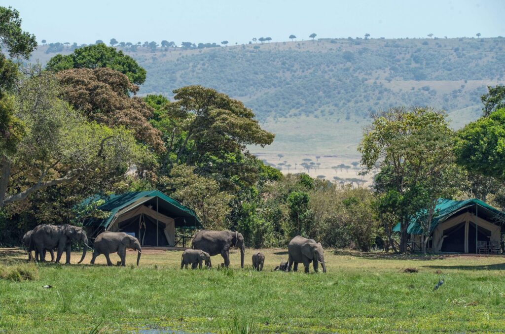 A tented lodge in Africa with elephants outside.