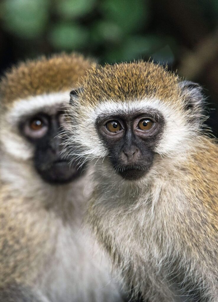 Vervet Monkeys looking at the camera