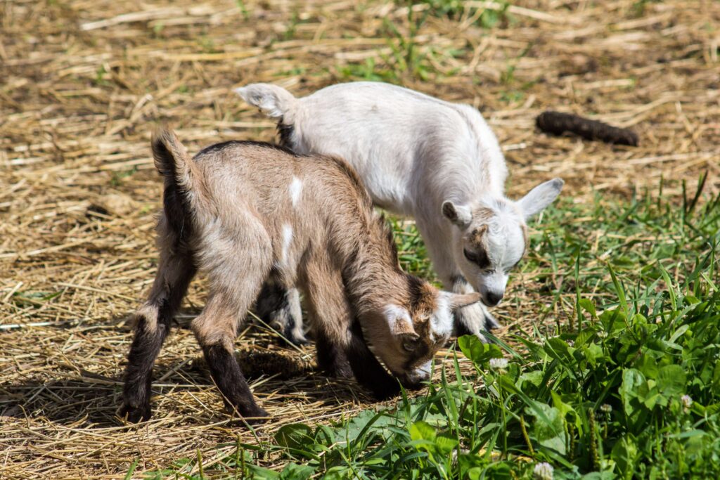 A brown and white goat kid eating grass and hay