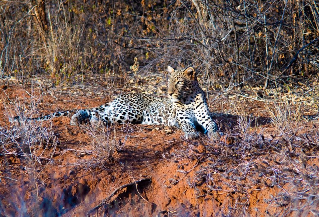 A leopard laying near a bush