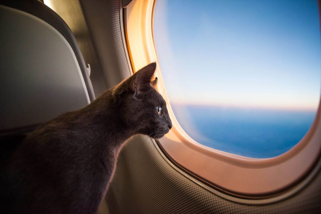 a black cat looking out of the window of an aeroplane