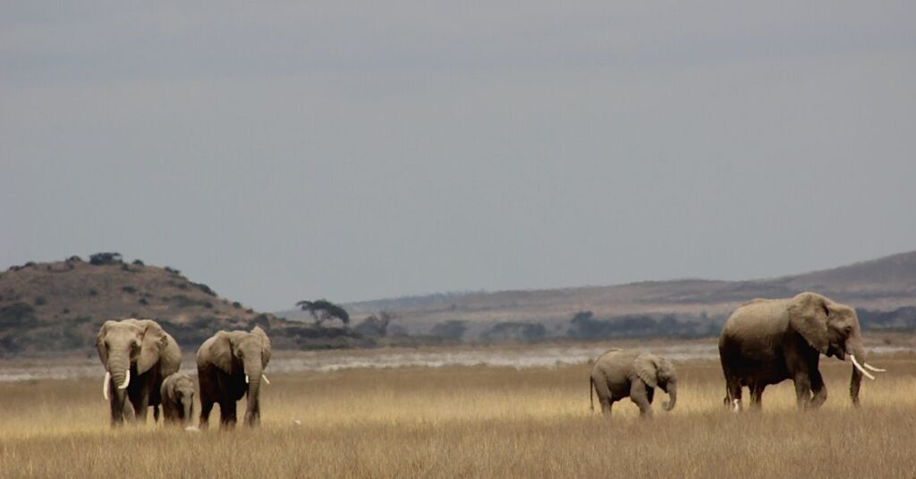 A herd of elephants in Amboseli National Park Safari destination in Kenya