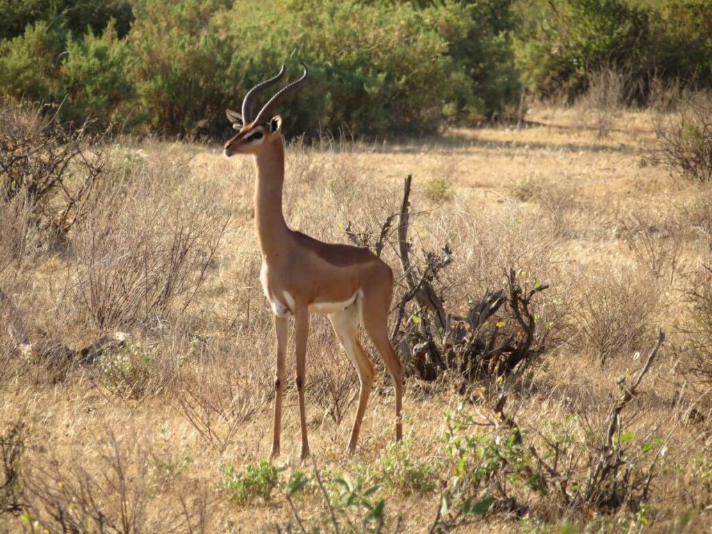 Gerenuk in the bush in Samburu National Reserve as seen on a Kenyan Safari