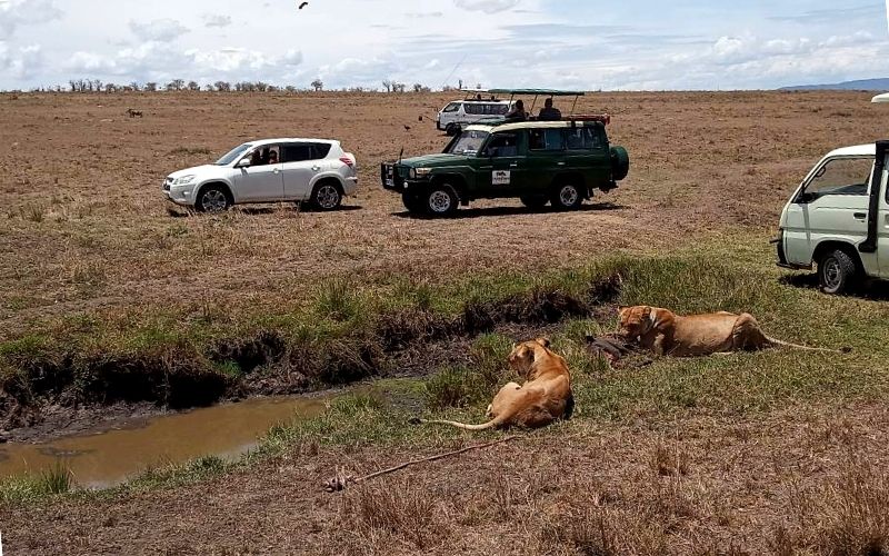 Two lions sit by a water source in the Masai Mara National Reserve in Kenya surrounded by safari vehicles whilst they eat their kill