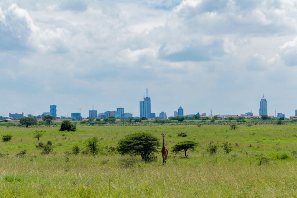 A giraffe stands in Nairobi National Park in Kenya, in the background is Nairobi city