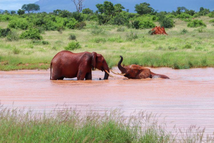 Two elephants play in some water in Tsavo East National Park in Kenya